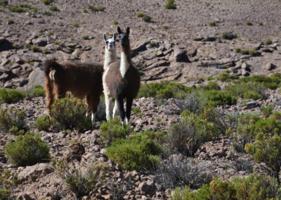 Fin valee a Salar de Surire (6)