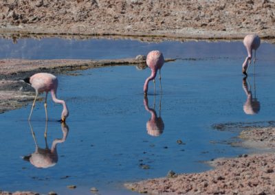 atacama-1879609