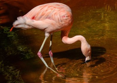 flamingo-1040451