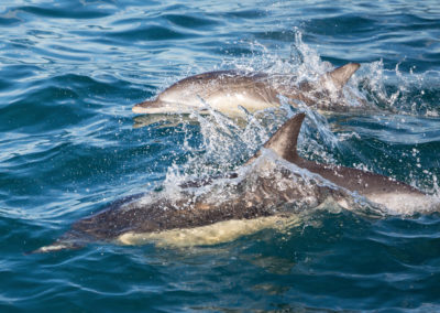 Short-beaked Common Dolphin - Napier