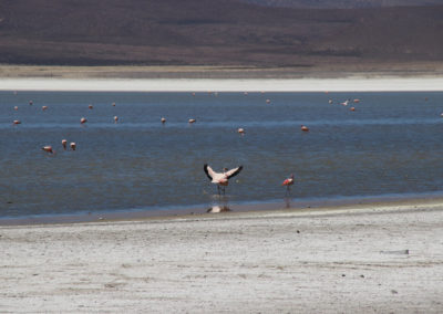 Salar de Surire